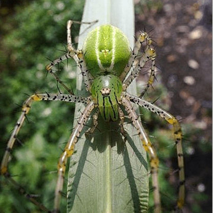 Chinese Jumping Spider ( Siler cupreus ) - Live Arrival Guarantee