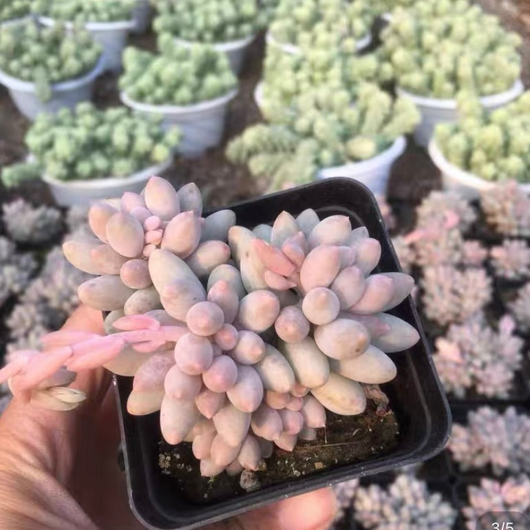 Baby finger (Pachyphytum  machucae )