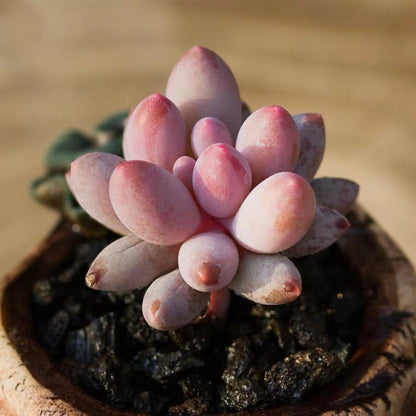 Baby finger (Pachyphytum  machucae )