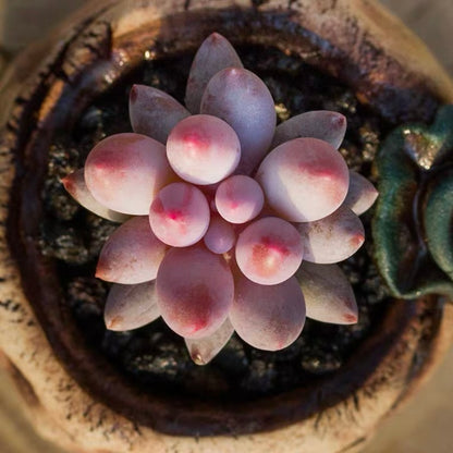 Baby finger (Pachyphytum  machucae )