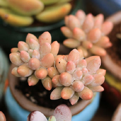 Baby finger (Pachyphytum  machucae )