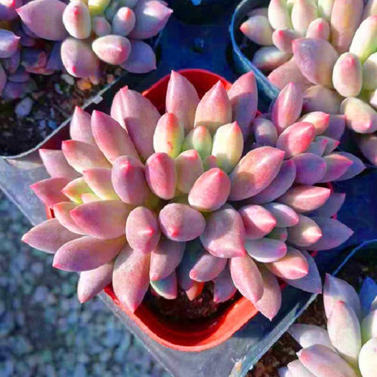 Baby finger (Pachyphytum  machucae )