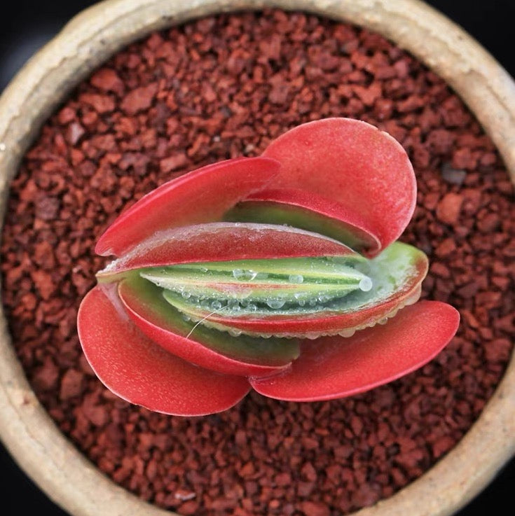 Paddle plant (Kalanchoe thyrsiflora)