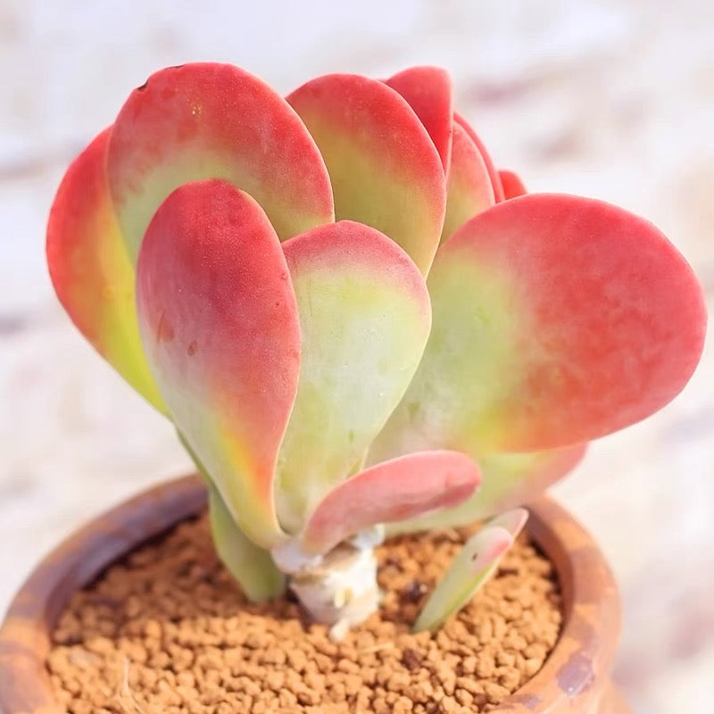 Paddle plant (Kalanchoe thyrsiflora)