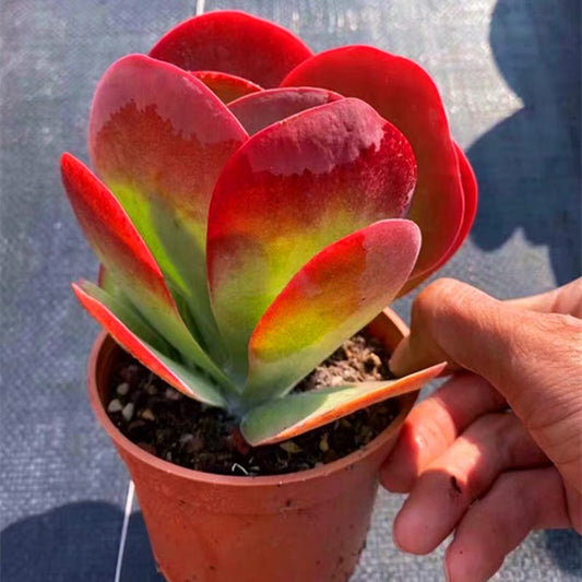 Paddle plant (Kalanchoe thyrsiflora)