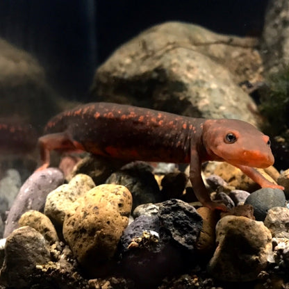 Paddletail Newts (Pachytriton labiatus)