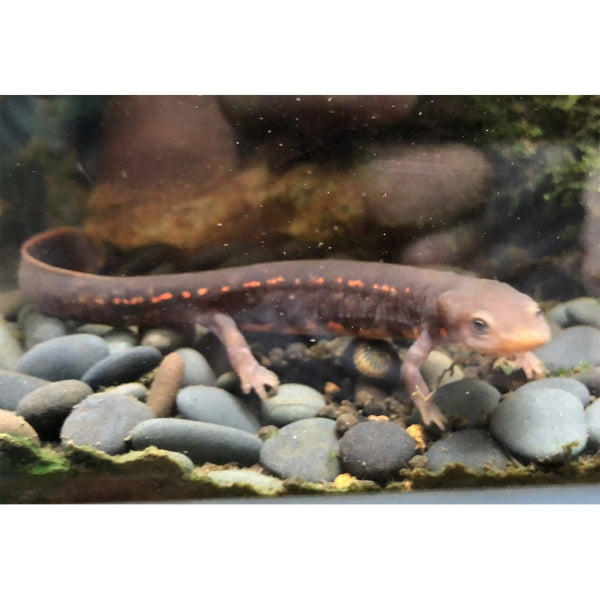 Paddletail Newts (Pachytriton labiatus)