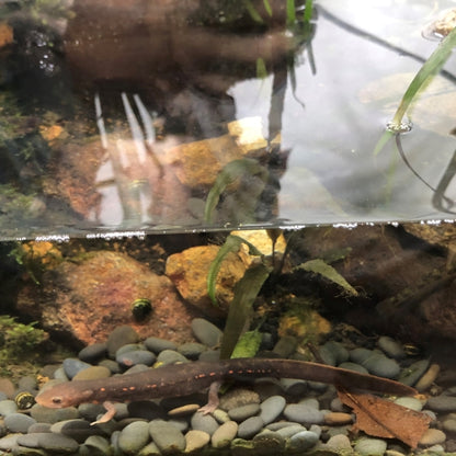 Paddletail Newts (Pachytriton labiatus)