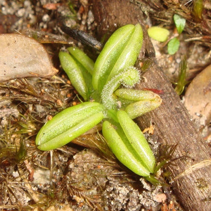 Pale Butterwort (Pinguicula Lusitanica)