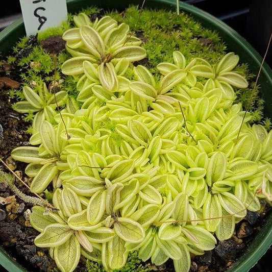 Pale Butterwort (Pinguicula Lusitanica)