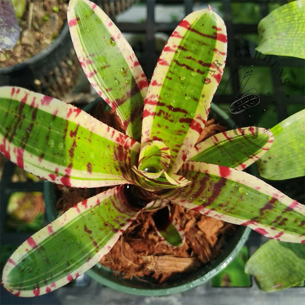 Palmares (Bromeliad  Neoregelia)
