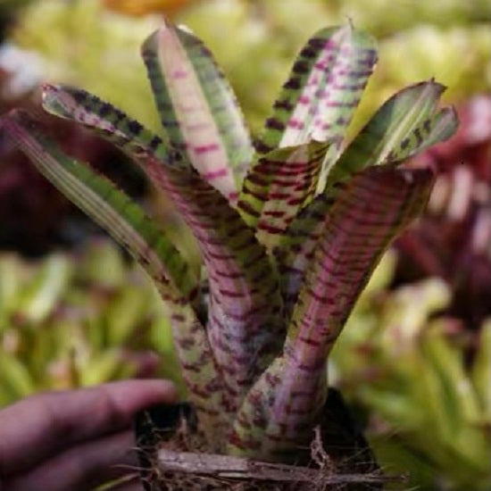 Palmares (Bromeliad  Neoregelia)