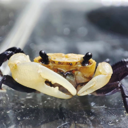 Panda Ninja Crab Lepidothelphusa Cognetti