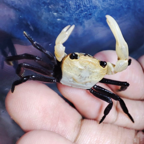 Panda Ninja Crab Lepidothelphusa Cognetti