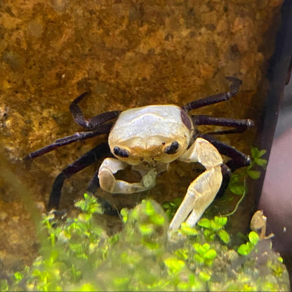 Panda Ninja Crab Lepidothelphusa Cognetti