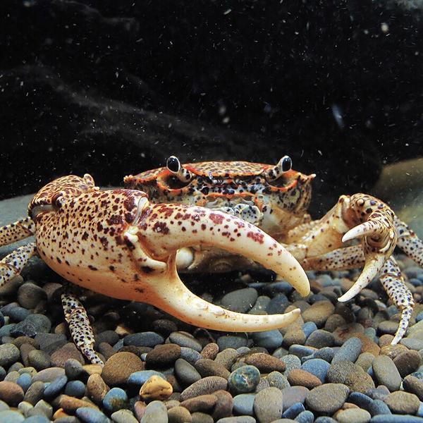 Oriental Panther Crab (Heterochelamon tessellatum)