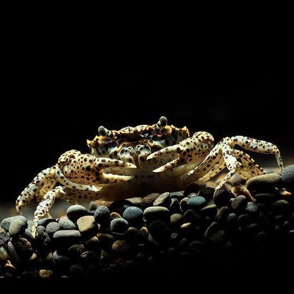 Oriental Panther Crab (Heterochelamon tessellatum)