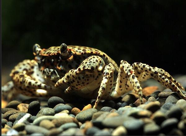 Oriental Panther Crab (Heterochelamon tessellatum)