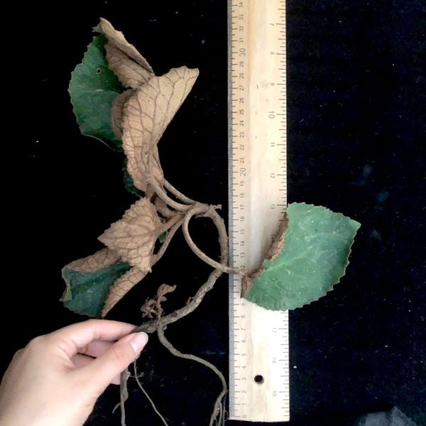 Paraboea swinhoei