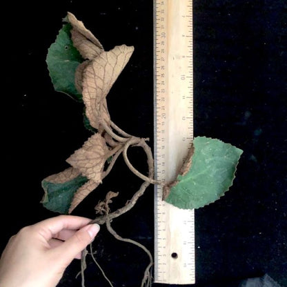 Paraboea swinhoei