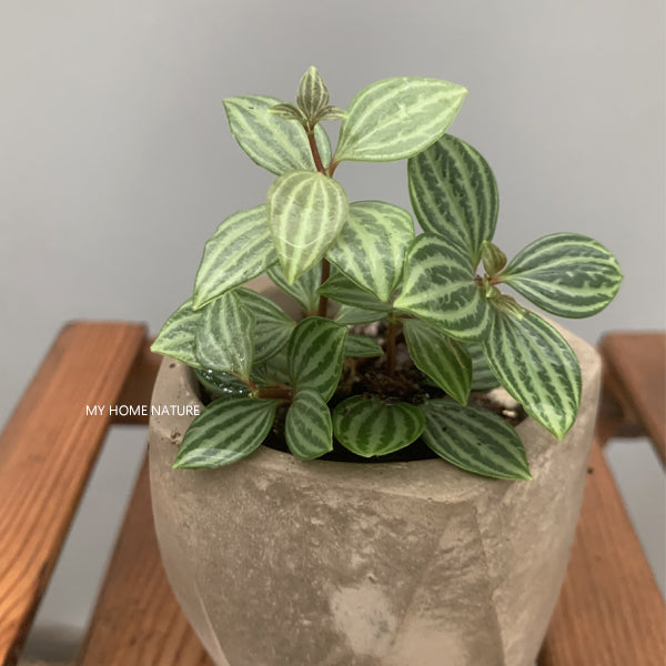 Parallel Peperomia ( Peperomia puteolata )