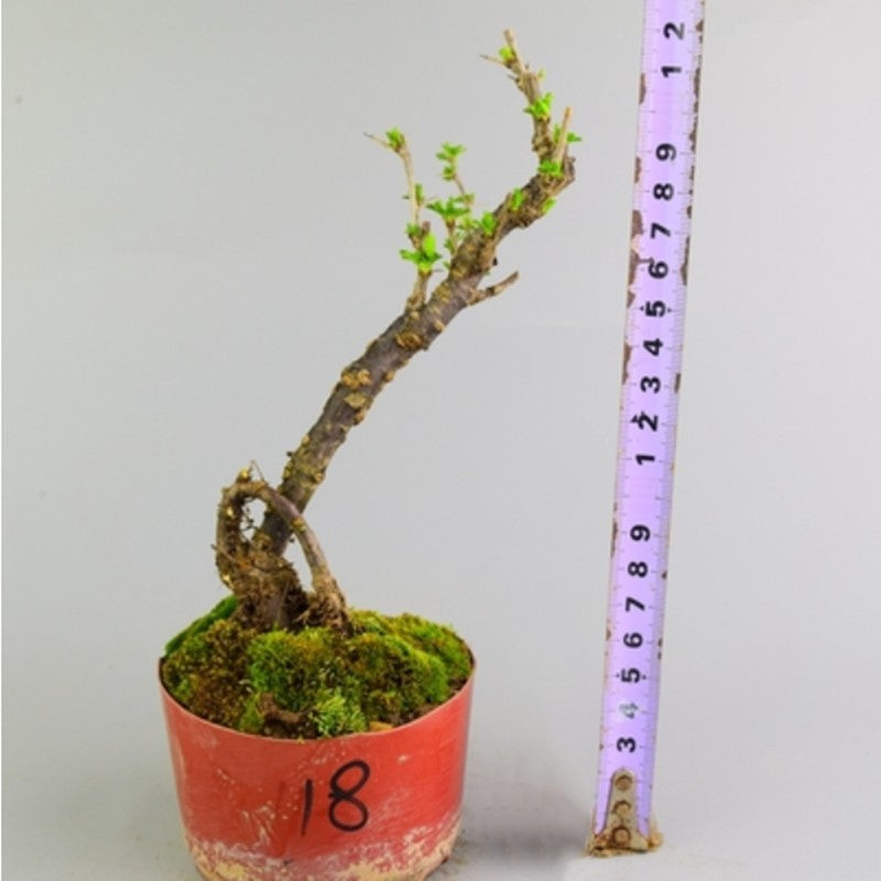 Serissa Bonsai Type 2（Serissa serissoides）