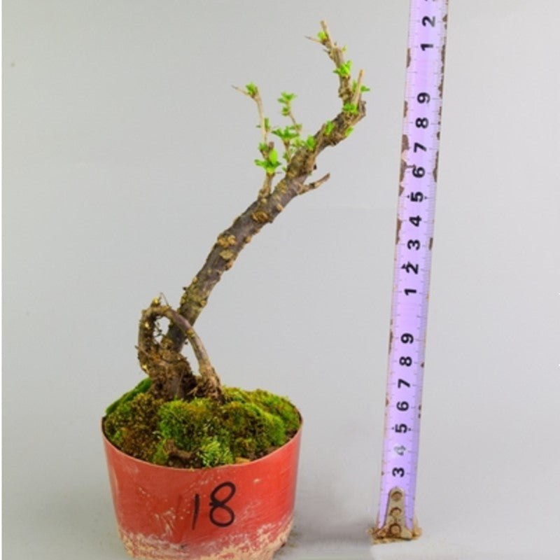 Serissa Bonsai Type 2（Serissa serissoides）