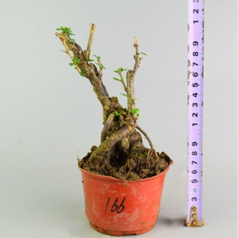 Serissa Bonsai Type 2（Serissa serissoides）