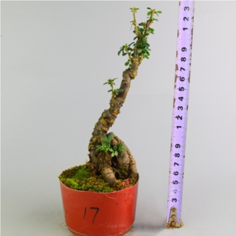 Serissa Bonsai Type 2（Serissa serissoides）