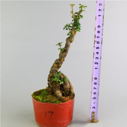 Serissa Bonsai Type 2（Serissa serissoides）