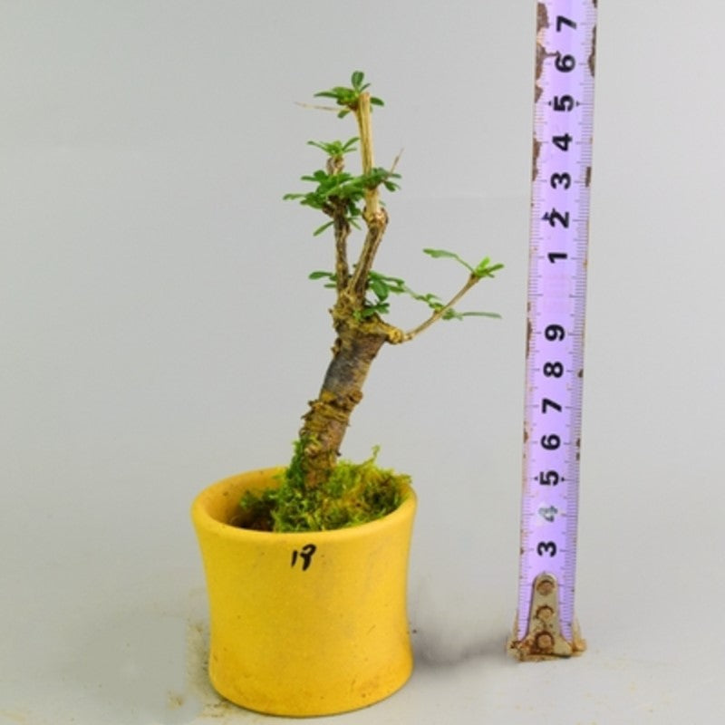 Serissa Bonsai Type 2（Serissa serissoides）