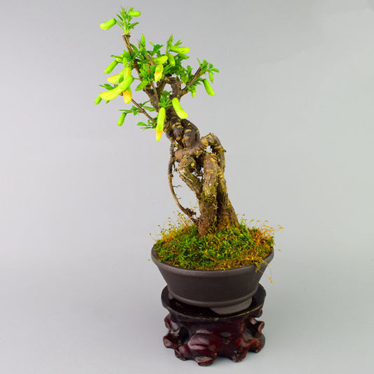 Serissa Bonsai Type 2（Serissa serissoides）