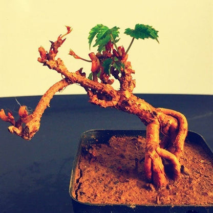 Parthenocissus Tricuspidata Bonsai（Parthenocissus tricuspidata）