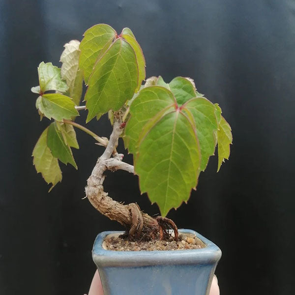 Parthenocissus Tricuspidata Bonsai（Parthenocissus tricuspidata）
