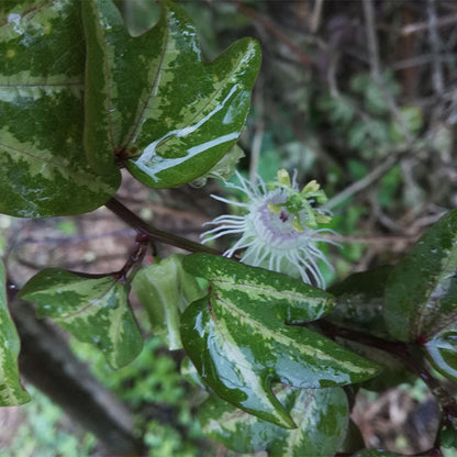 Tri-colored Passion Vine (Cissus sp.)