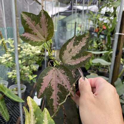 Tri-colored Passion Vine (Cissus sp.)