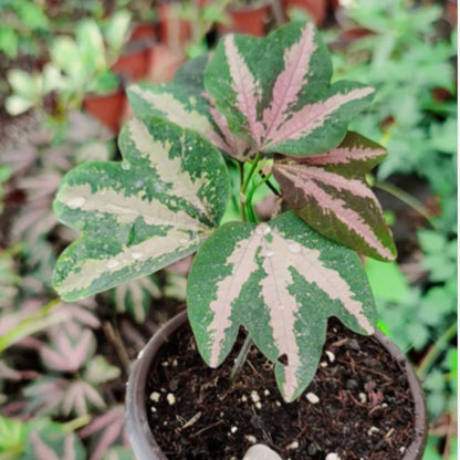 Tri-colored Passion Vine (Cissus sp.)