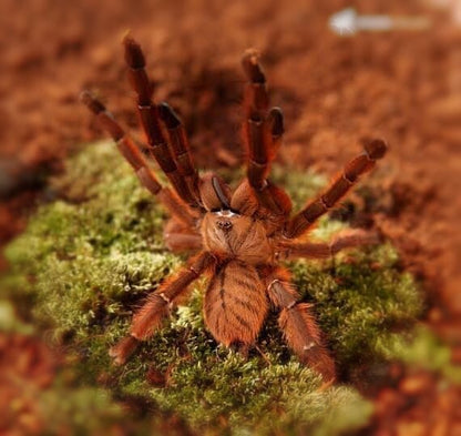 Peach Earth Tiger Tarantula (Phormingochilus sp rufus)
