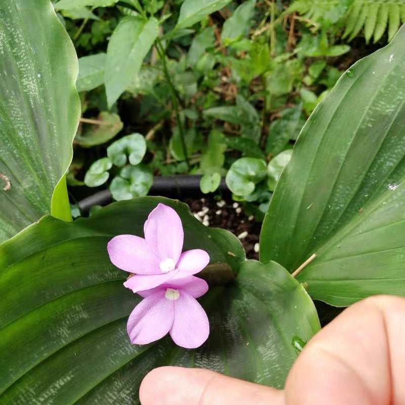 Peacock Ginger ( Kaempferia pulchra )