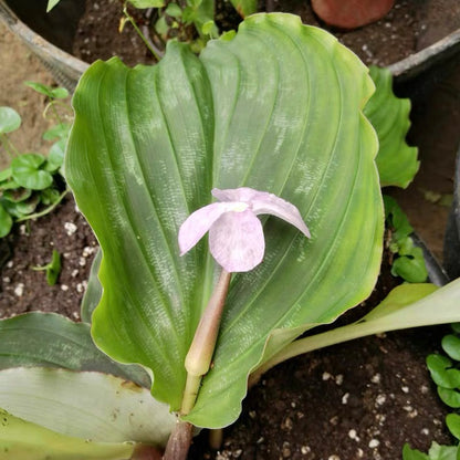 Peacock Ginger ( Kaempferia pulchra )