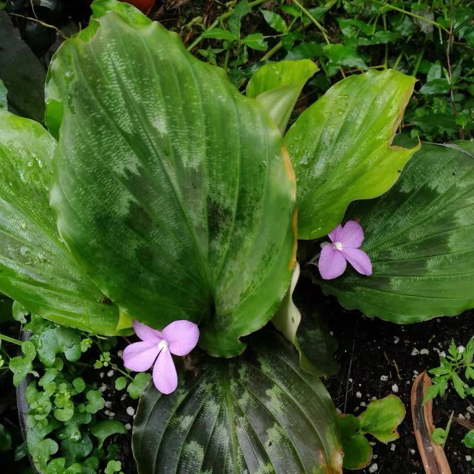 Peacock Ginger ( Kaempferia pulchra )