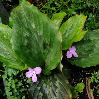 Peacock Ginger ( Kaempferia pulchra )