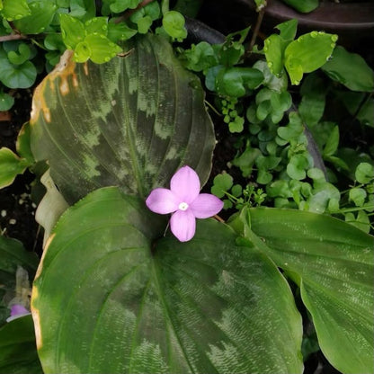 Peacock Ginger ( Kaempferia pulchra )