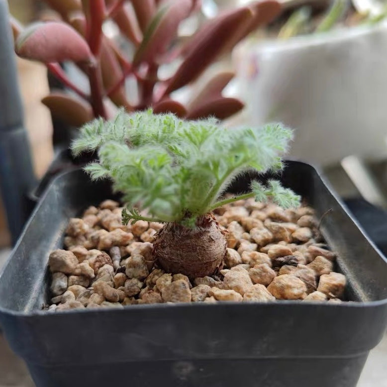 Pelargonium appendiculatum