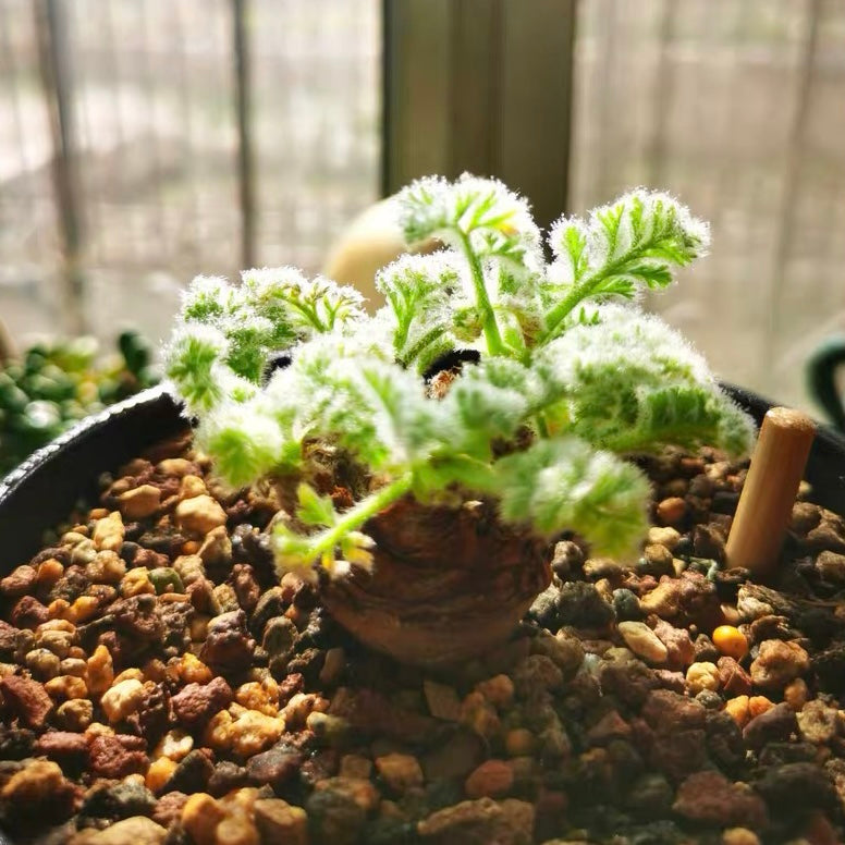 Pelargonium appendiculatum