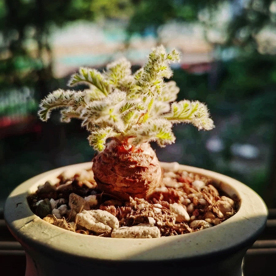 Pelargonium appendiculatum