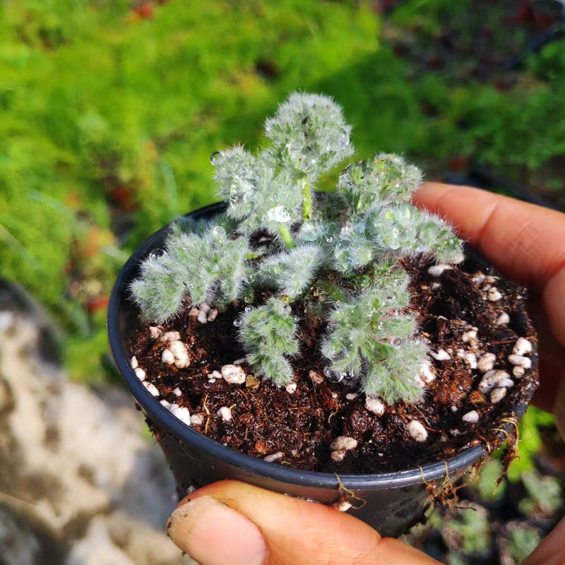 Pelargonium appendiculatum