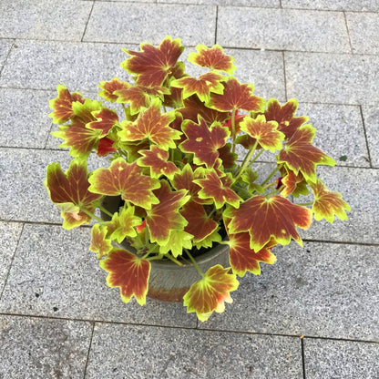 Pelargonium ' Vancouver centennial '