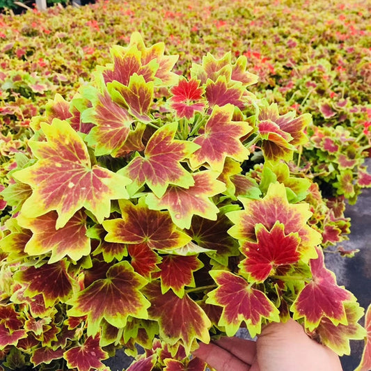 Pelargonium ' Vancouver centennial '