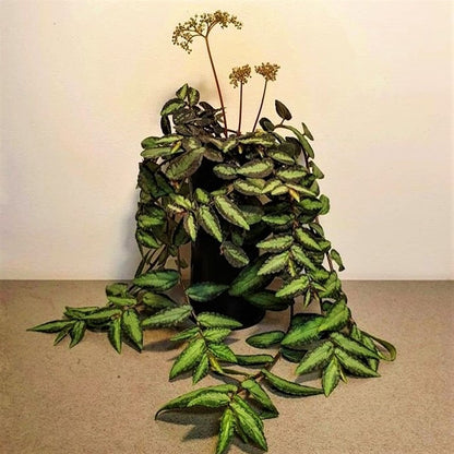 watermelon vine house plant Watermelon Vine (Pellionia repens) for Sale